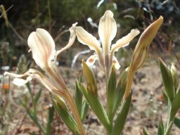 Lapeirousia fabricii against sunlight